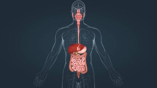 消化系统 肠胃 小肠 解剖学 三维动画