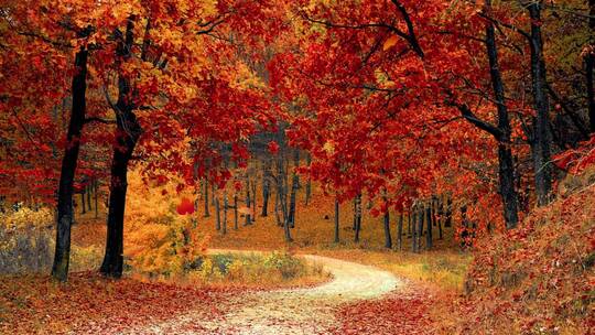 深秋天美丽的大自然树木落叶