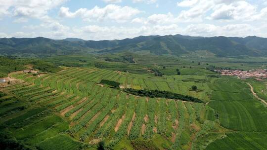 航拍山区梯田改造