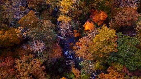 秋天树林河流航拍