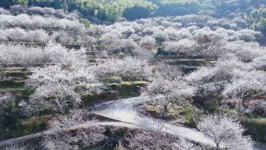 福州永泰青梅花航拍（葛岭万石村）19