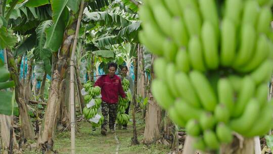 香蕉粉蕉种植基地3