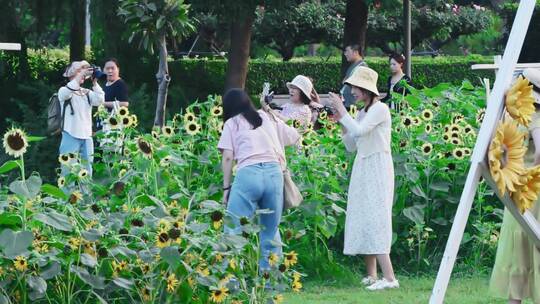 年轻女孩在向日葵前拍照