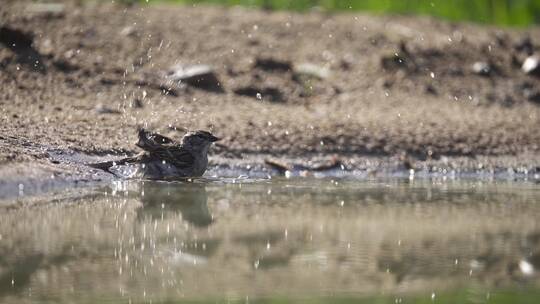 小鸟麻雀池塘边洗澡慢镜头