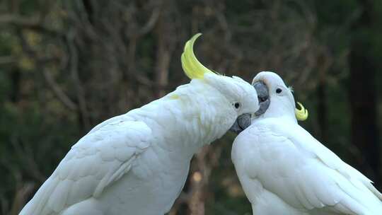 白色的大鸟互相爱抚