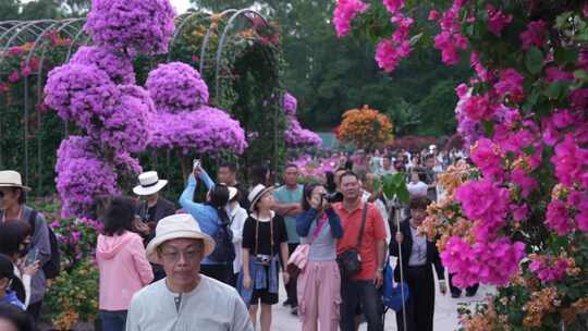 深圳莲花山簕杜鹃花展人山人海视频素材模板下载