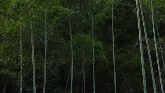微风中的竹林