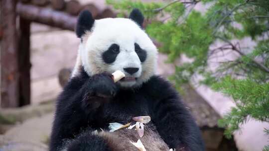 开心干饭的大熊猫