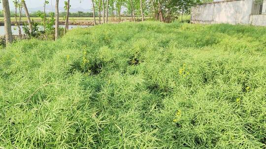 疫情城市农村街道菜园春天绿色植物