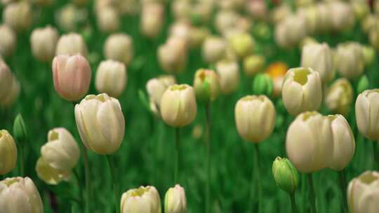 春暖花开郁金香公园赏花花海花田