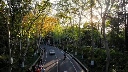 南京秋天 梧桐大道 陵园路