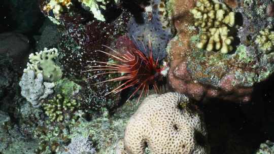 Spotfin Lionfish，红海，