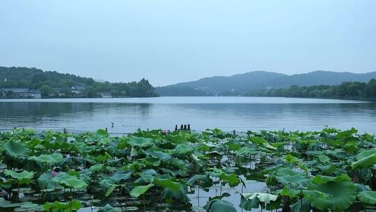 杭州西湖景区花港观鱼雨天
