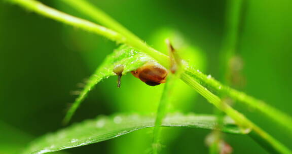 夏日雨后可爱的蜗牛在翠绿的草上觅食