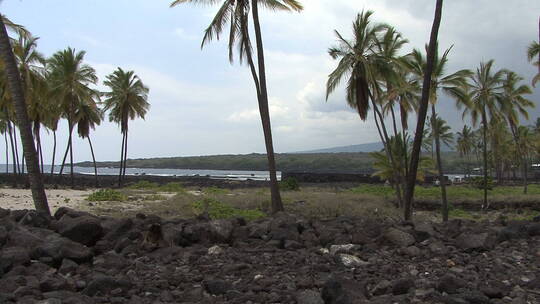 海岸边的椰子树林