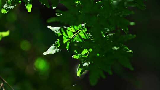 阳光照射下的森林绿色蕨类植物叶子特写