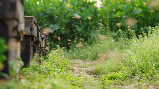 田野里的养蜂场蜜蜂飞舞慢镜头
