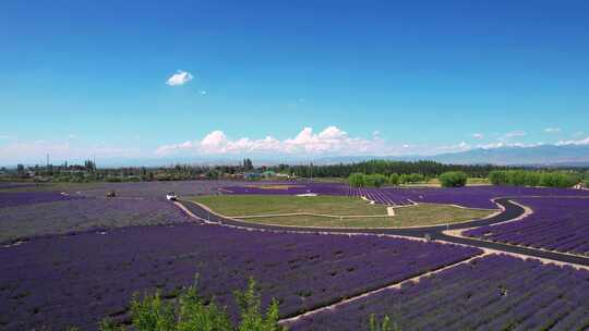 航拍新疆伊犁农业旅游薰衣草花田自然风景