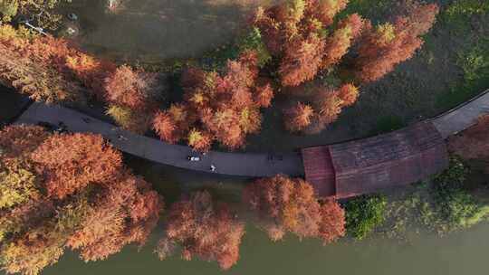 中国广东省广州市黄埔区知识城凤凰湖水杉