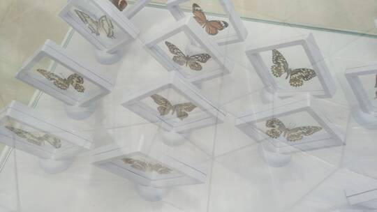 蝴蝶标本昆虫视频素材模板下载