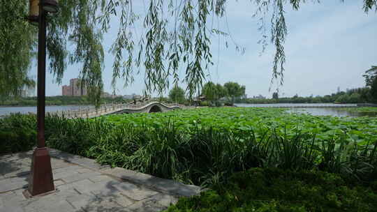 济南大明湖风景名胜区夏季风光