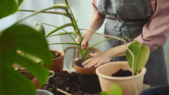 农作物妇女在家移植蓬莱蕉植物