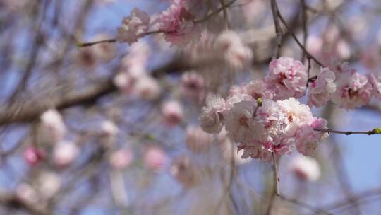 树枝上开放的粉红色桃花
