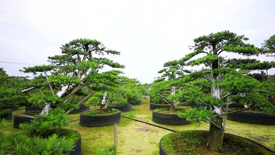 罗汉松苗木基地固定造型空境合集