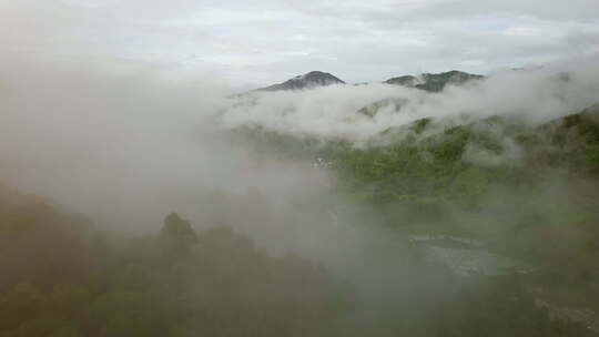 郁郁葱葱的绿色雨林山鸟瞰图11