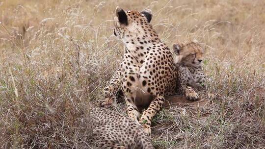 猎豹和她的幼崽坐在草地上