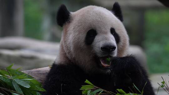 拿着竹子吃的大熊猫