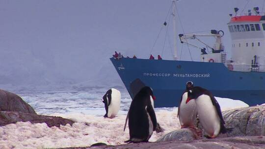 一艘轮船漂浮在南极洲的冰山之视频素材模板下载