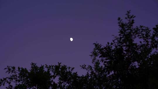 夜晚月亮树林弯月树叶晚上森林夜空天空黑夜