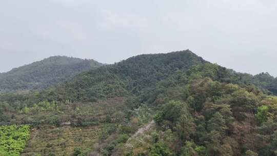 4k大自然风景树林山广州公园火炉山