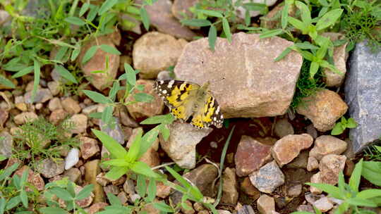一只顶角的手拿着一只黑色点缀的黄色蝴蝶坐