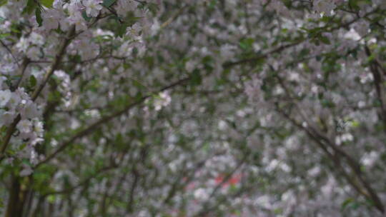 慢镜头下故宫文华门前的海棠花开视频素材模板下载