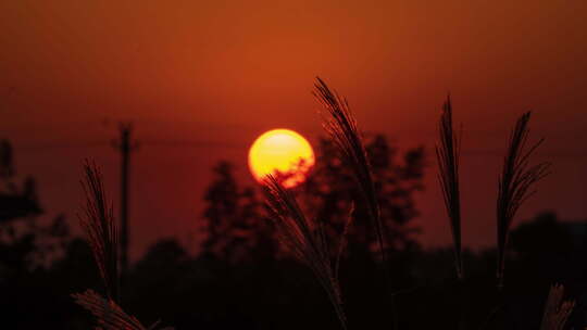 黄昏太阳日落夕阳晚霞芦苇