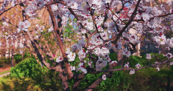 4k滑轨升降实拍满树盛开的杏花