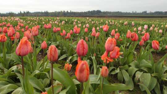 郁金香农场成排生长的郁金香花