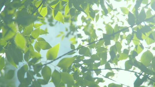 夏天阳光树叶唯美空镜头意境植物