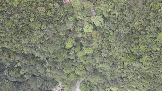 俯拍绿色植物森林数林