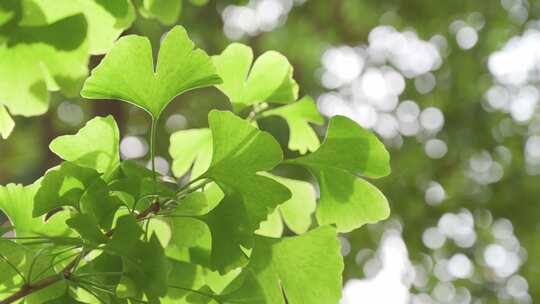 阳光逆光树叶光影夏天空镜头