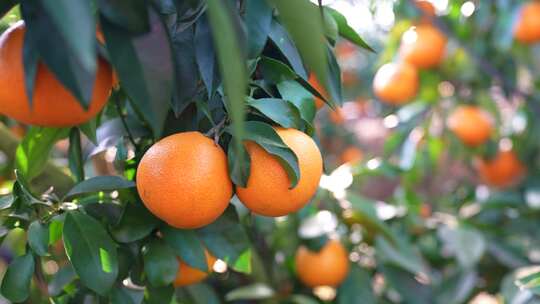 一大片水果冻橙子汁丰收颗特写脐柑橘园农业