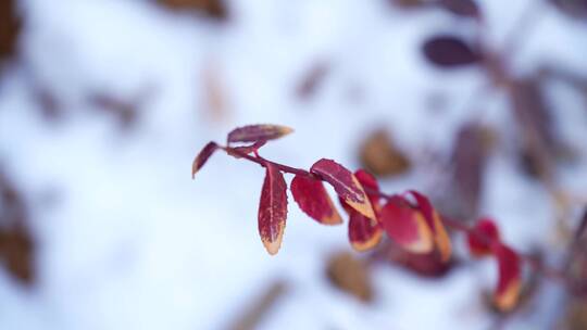 4K植物特写初雪绿化带的红叶子