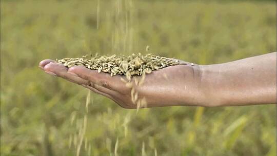 水稻麦田丰收农业粮食粮仓麦子麦粒播种种子