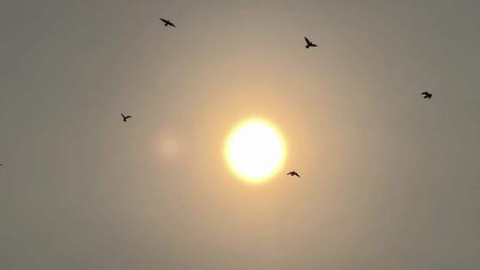 阳光下飞翔的鸽子天空中飞鸟太阳下一群鸟儿