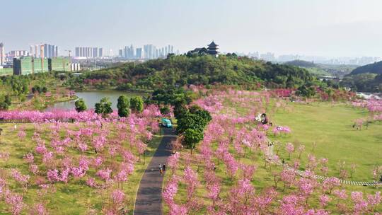 青秀山春天樱花