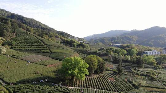 西湖龙井茶园