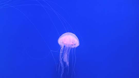 蓝色海洋中的水母海洋生物在水中游动