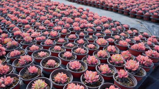 花卉种植花园种植植物园红色多肉养殖基地